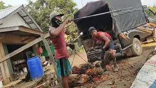 Proses Nimbang Sawit Manual