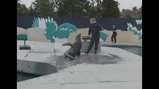 This Sea Lion Stole the Whole Show at the New York Aquarium 🦭