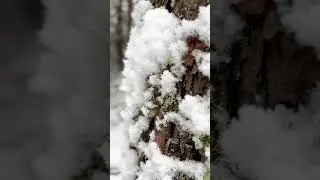 The perfect snowball 