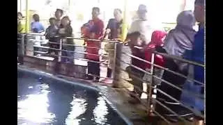 ikan besar