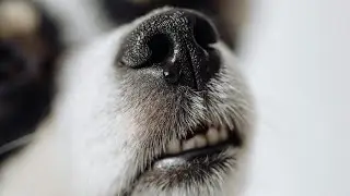 Why Do Dogs Have Wet Noses?