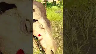Я НЕ МОГУ ПОВЕРИТЬ, ОНА СОЖРАЛА ВСЕ ЧТО БЫЛО! / ARK 