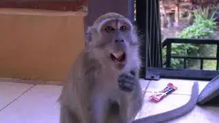 Джунгли Суматры. Непрошенные гости / The Jungle Of Sumatra. Invasion of the apes