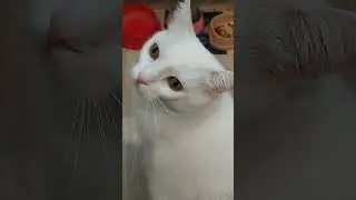 Харків що купила на 1000 грн 
