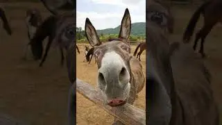 My New Pronouns #comedy #shortsfeed #funny #viral #donkey #pronoun #shortcomedy #dadjoke #shrek