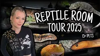 REPTILE ROOM TOUR | 6+ NEW SPECIES | September 2025