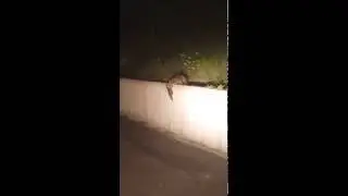 Находчивая семейка / Smart raccoon family