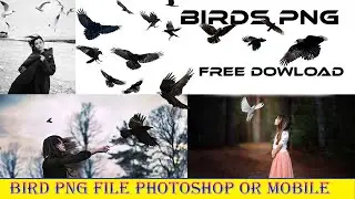 Flying Birds PNG | Dove | Pigeon | Photoshop And Mobile |