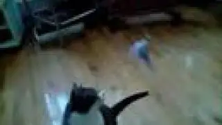 Iggy Attack!