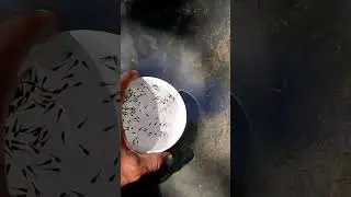 ഗപ്പികളെ 🐠എങ്ങനെ പെട്ടെന്ന് വളർത്തി വലുതാക്കാം😍 #guppy