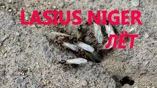 Муравьиная ферма. Лёт муравьев Lasius niger.  Flight ants Lasius niger
