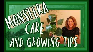 Monstera Deliciosa Care and Tips for growing in your home