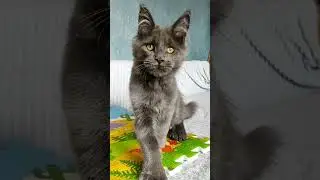 Полидакты питомника Золото Мирославы