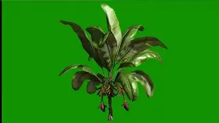 GREEN SCREEN TREE HD