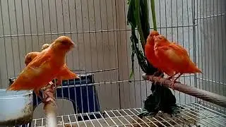 Kicauan Kenari Muda Untuk Terapi Kenari Paud Agar Cepat Bunyi!