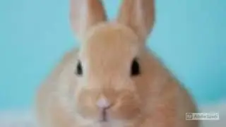 Pocksy the red nosed rabbit
