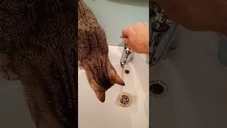 ЛЮБИТ С ВОДОЙ ИГРАТЬ