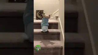 les animaux veulent jouer !!!