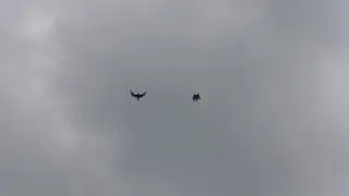 СВГ Голуби,молодёжь одногнёздки северо-восток