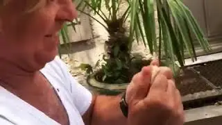 Роберто Аланья
