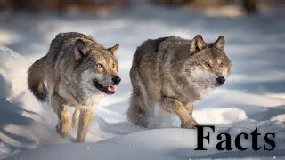 10 facts about Wolf 🐺