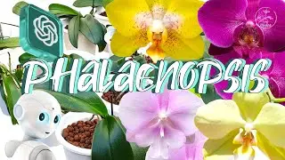 How to CARE for Phalaenopsis Orchids | ChatGPT4 Results June 2023 #ninjaorchids