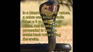 8 yr old boy bites snake back
