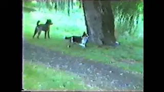 Tree Climbing Dog (1979)