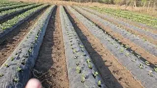 13 сентября 2024 г.