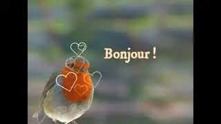 Petit oiseau bonjour