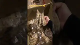Set Tako Healing Viral