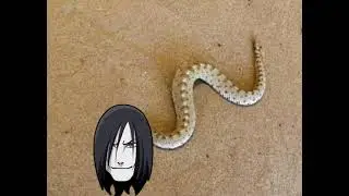 picadura del orochimaru gey