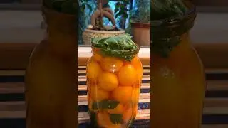 Солёные томаты очень,очень быстро!#солёныепомидоры