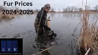 GFW Fur Prices 2024-2025 Fur Market 