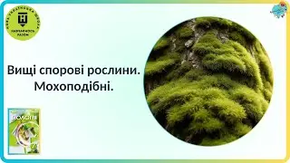 Вищі спорові рослини  Мохоподібні