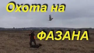 No. 84 pheasant Hunting with drathaar 2020g. Unforgettable emotions!