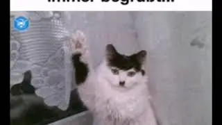 Lustige Katzenbilder!