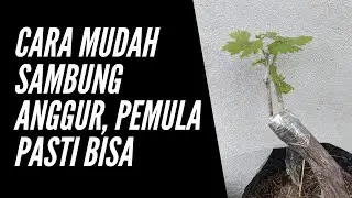 Teknik Grafting Cutting Anggur bagi pemula || Sambung Anggur Anti Gagal