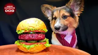 ASMR Mukbang Hamburger 🍔 Corgi Dog Eating 13 🐕
