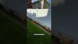 Сделайте такую дорожку для курочек своими руками и ваши несушки не испортят вам газон! 
