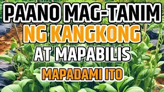 PAANO MAGTANIM NG KANGKONG | PAANO MAGPADAMI NG KANGKONG - D' Green Thumb