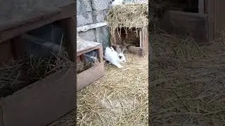 кролики в вольере             