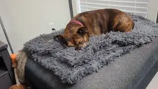 How dare I deprive you of dog!