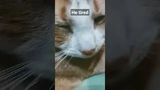 Tired cat.