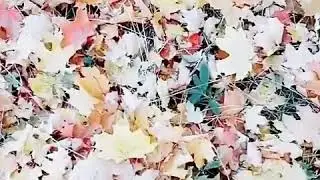 Моя осень🍁🍂🌧