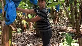 Как выращивают бананы