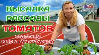 Высадка рассады томатов с горизонтальным заглублением стебля | 