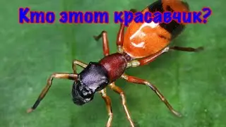 The Ants. Муравьевидный Скакунчик. Подземный лабиринт