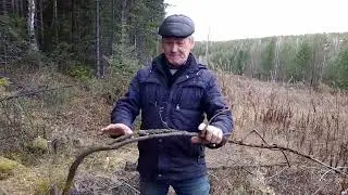 Можжевельник под ногами.