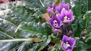 мандрагора mandrake root, сажаем годовалый корни 28.10.2024